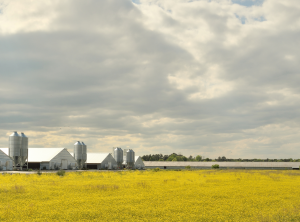 Poultry houses with cloud cover and cover crops
